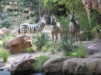 /album/photo-gallery-photo-gallery-portpholio/a3044672432-b81c63d4c8-m-jpg/